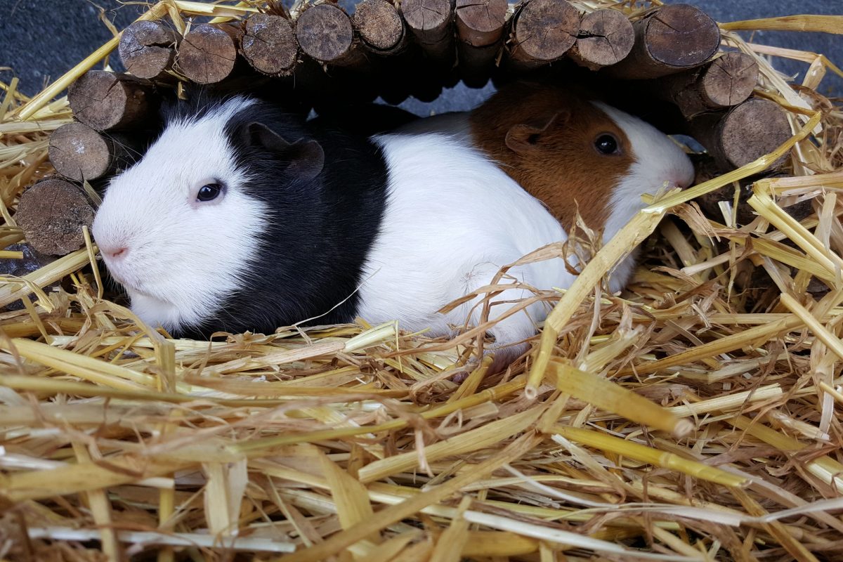 Two Guinea Pigs