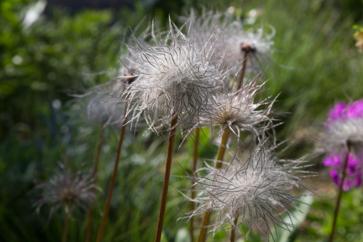 A wispy seedhead