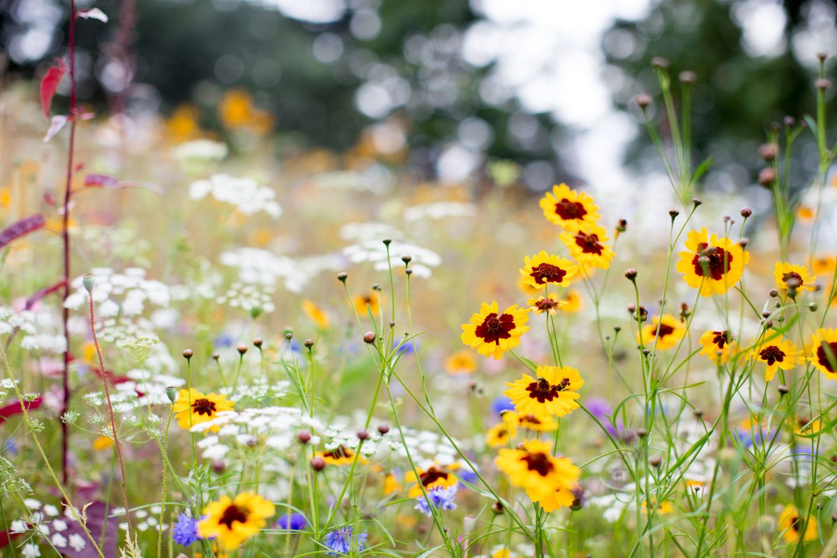 A close up of a meadow with yellow white and red flowers growing, looking wild and unmanaged.