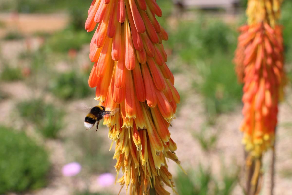 A bee hovers by a red hot poker flower