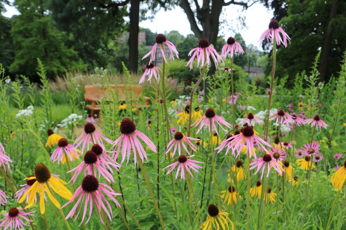 pink and yellow coneflowers