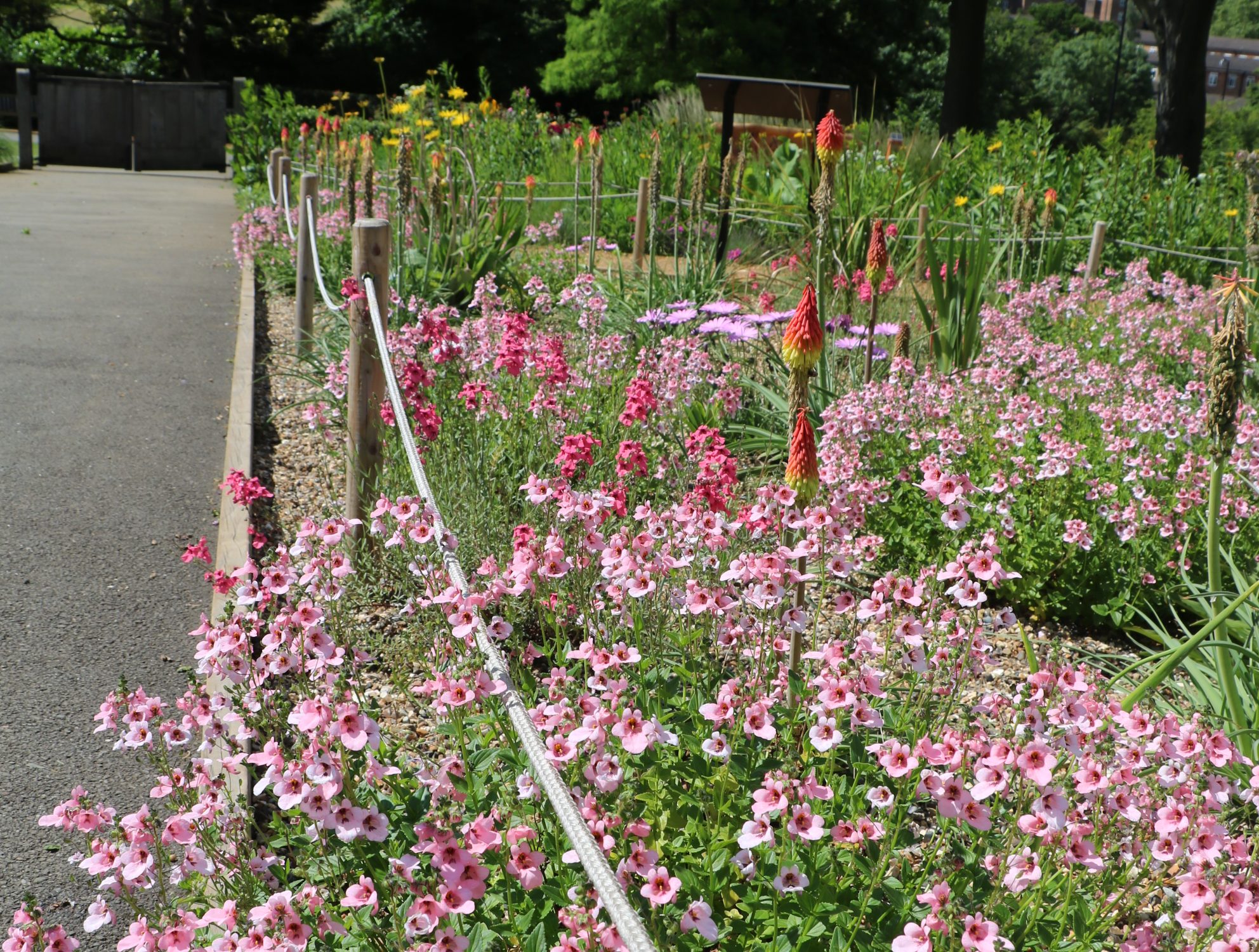A path runs alongside a flowerbed to the left, while pink flowers spike up and spreadout from the bed onto the path. Trees are in the background