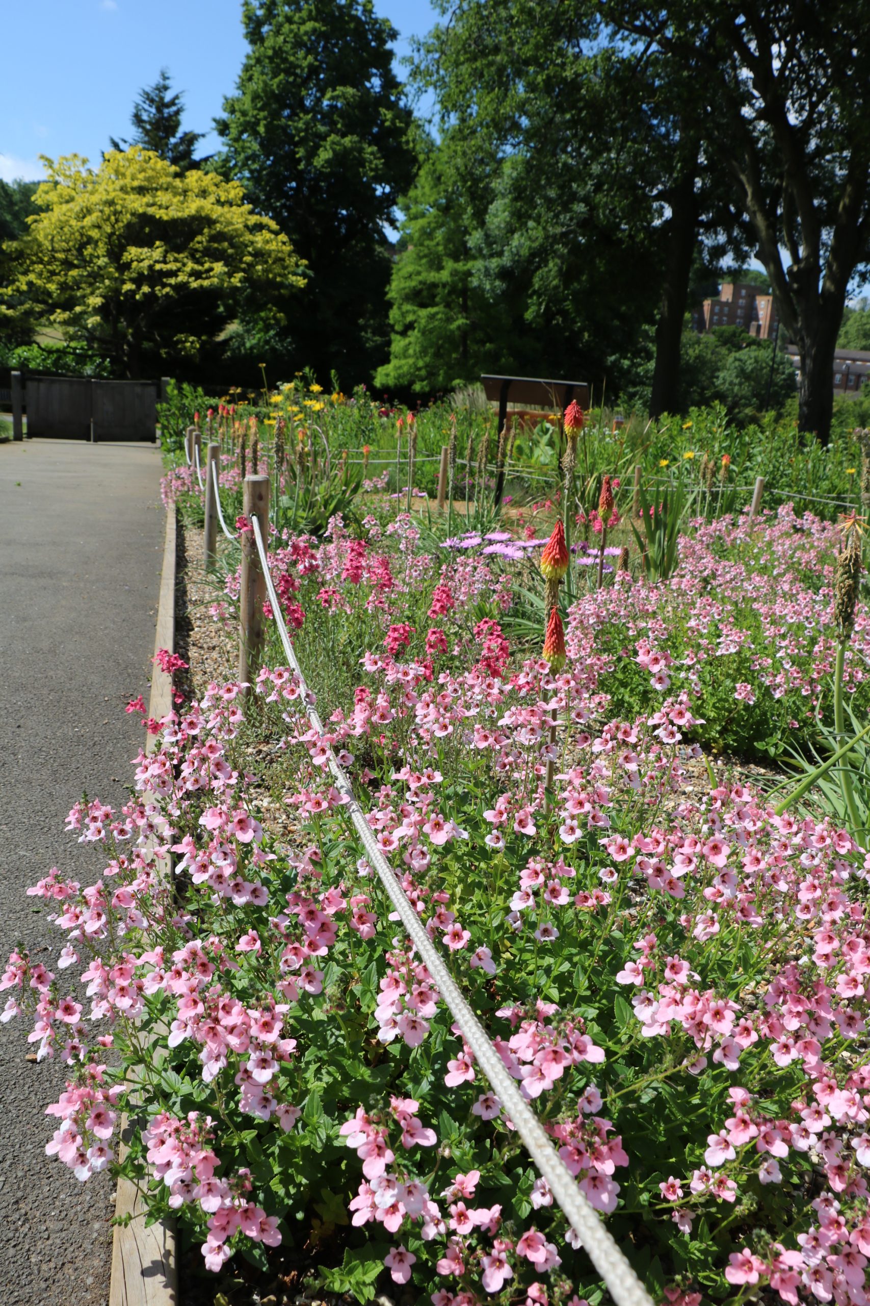 A path runs alongside a flowerbed to the left, while pink flowers spike up and spreadout from the bed onto the path. Trees are in the background