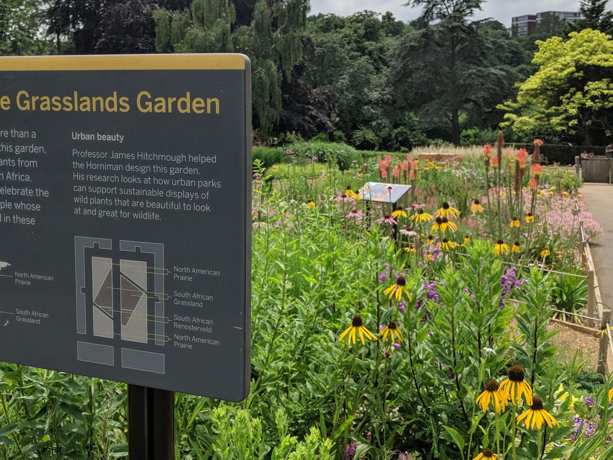 A board reading Grasslands Garden, with a map and more detailed information on it (eligible to the camera). Behind streatches out a lush green flower bed with yellow cone shaped flowers and some trees in the distance. the sky is cloudy