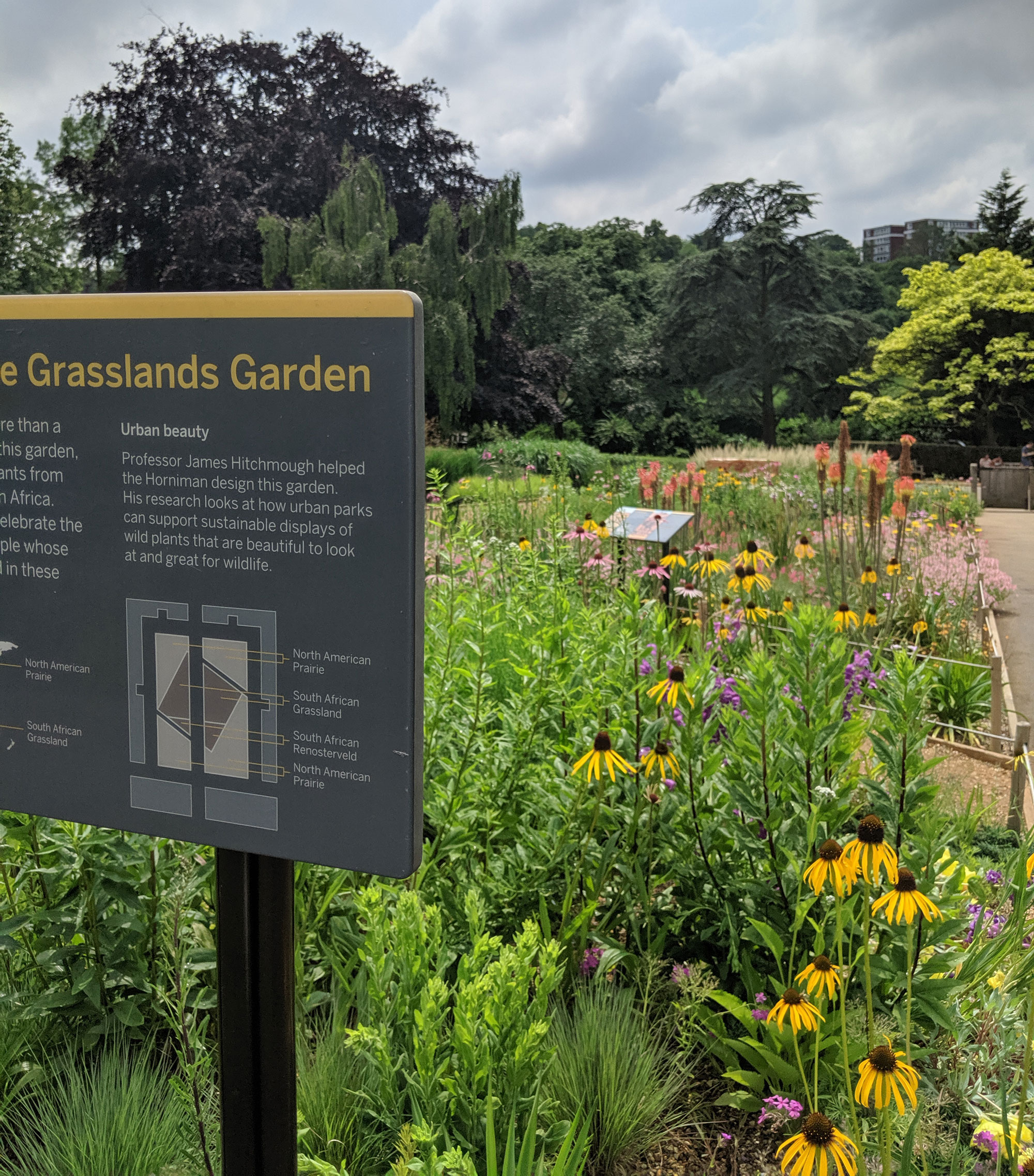 A board reading Grasslands Garden, with a map and more detailed information on it (eligible to the camera). Behind streatches out a lush green flower bed with yellow cone shaped flowers and some trees in the distance. the sky is cloudy