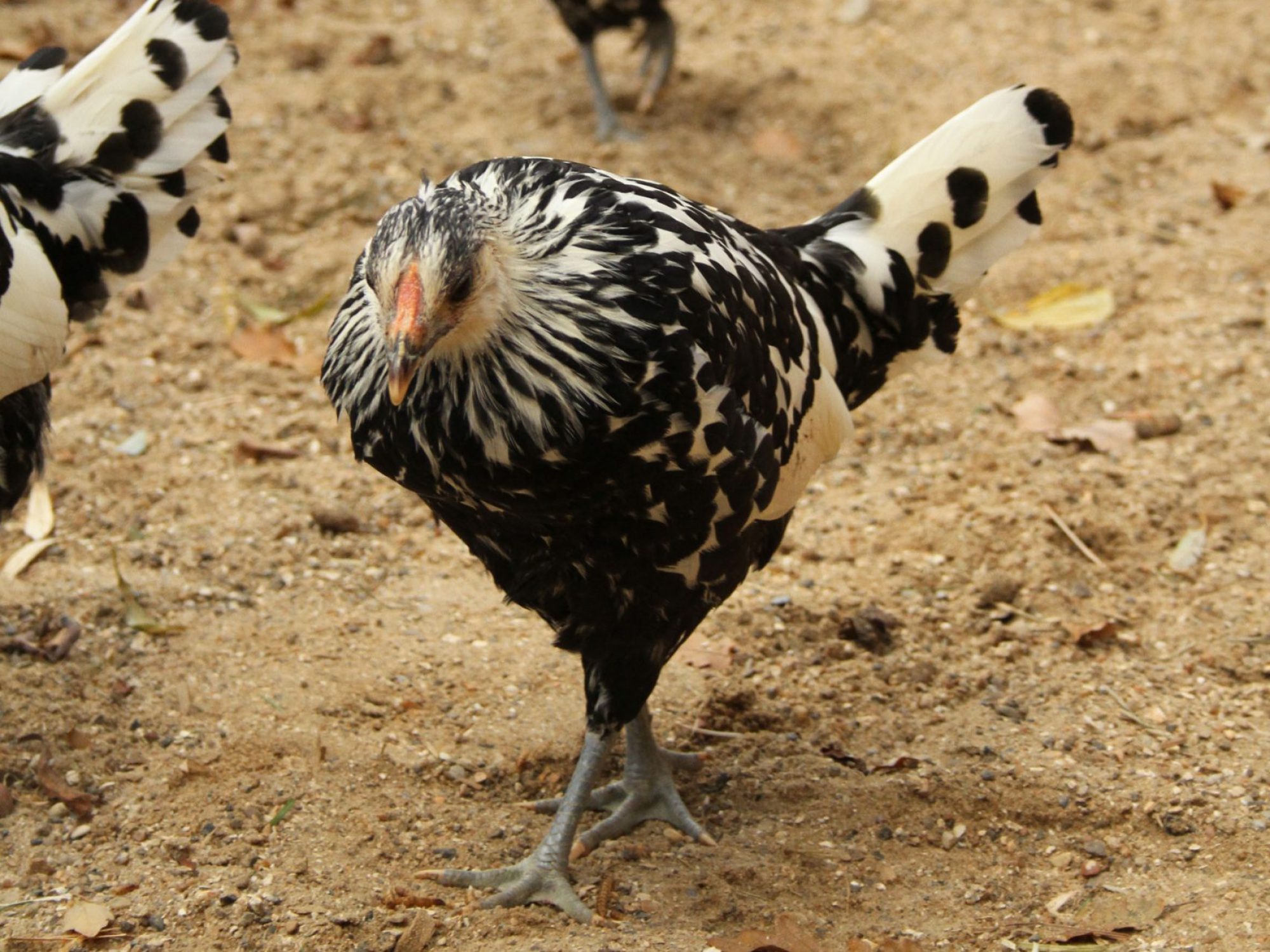 two chickens and one just seen are walking towards the camera. They are black and white, and are walking on a dusty ground.