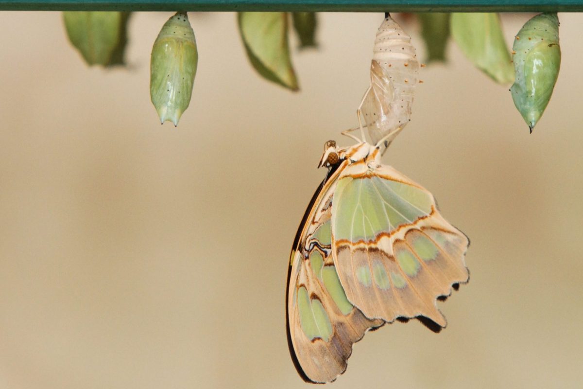 butterfly emerges from a cocoon