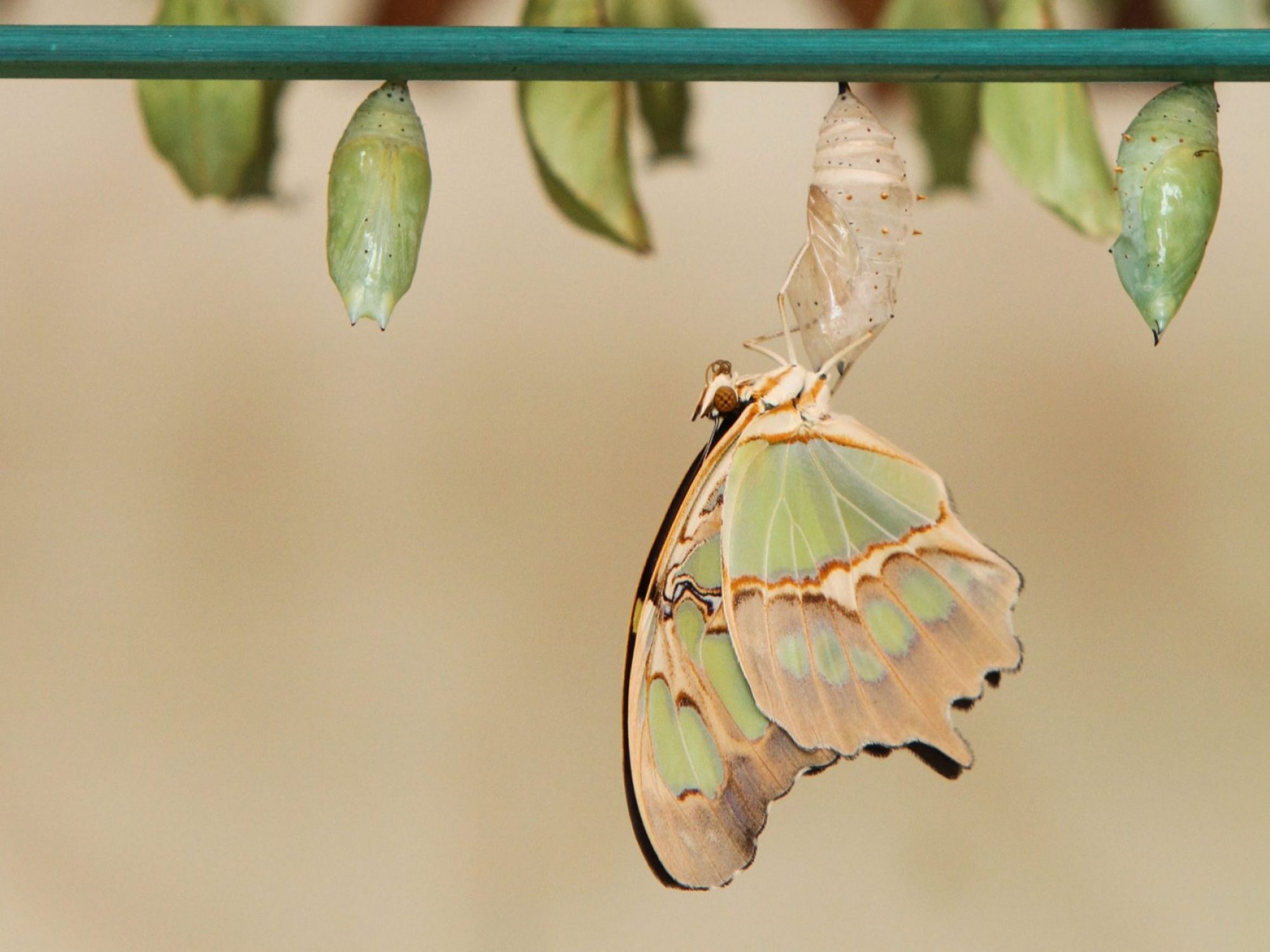 A green butterfly emerges from a cocoon hanging from a green stick. There are many other green cocoons behind, inside a wooden box, all hanging from green sticks.