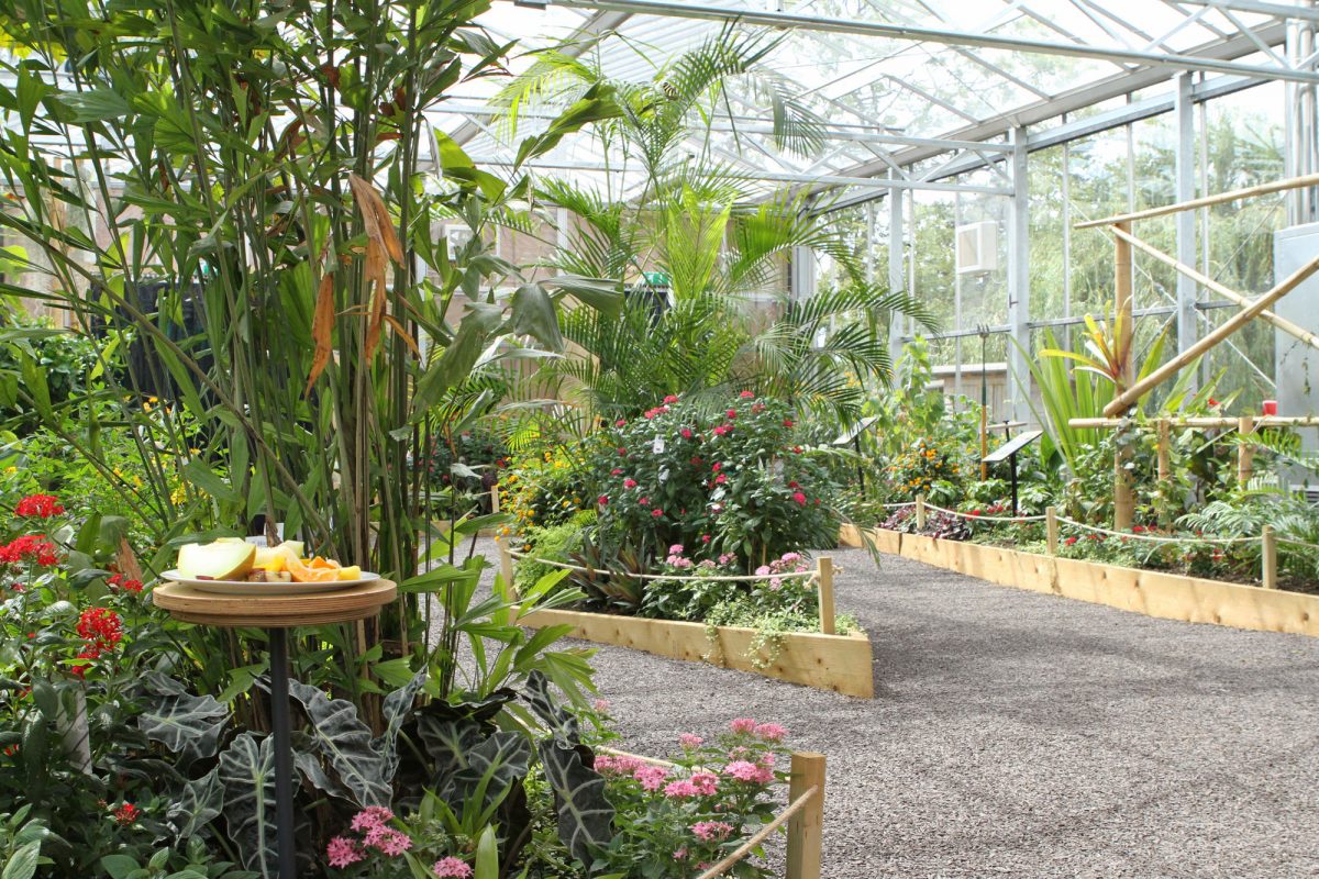 Horniman Butterfly House