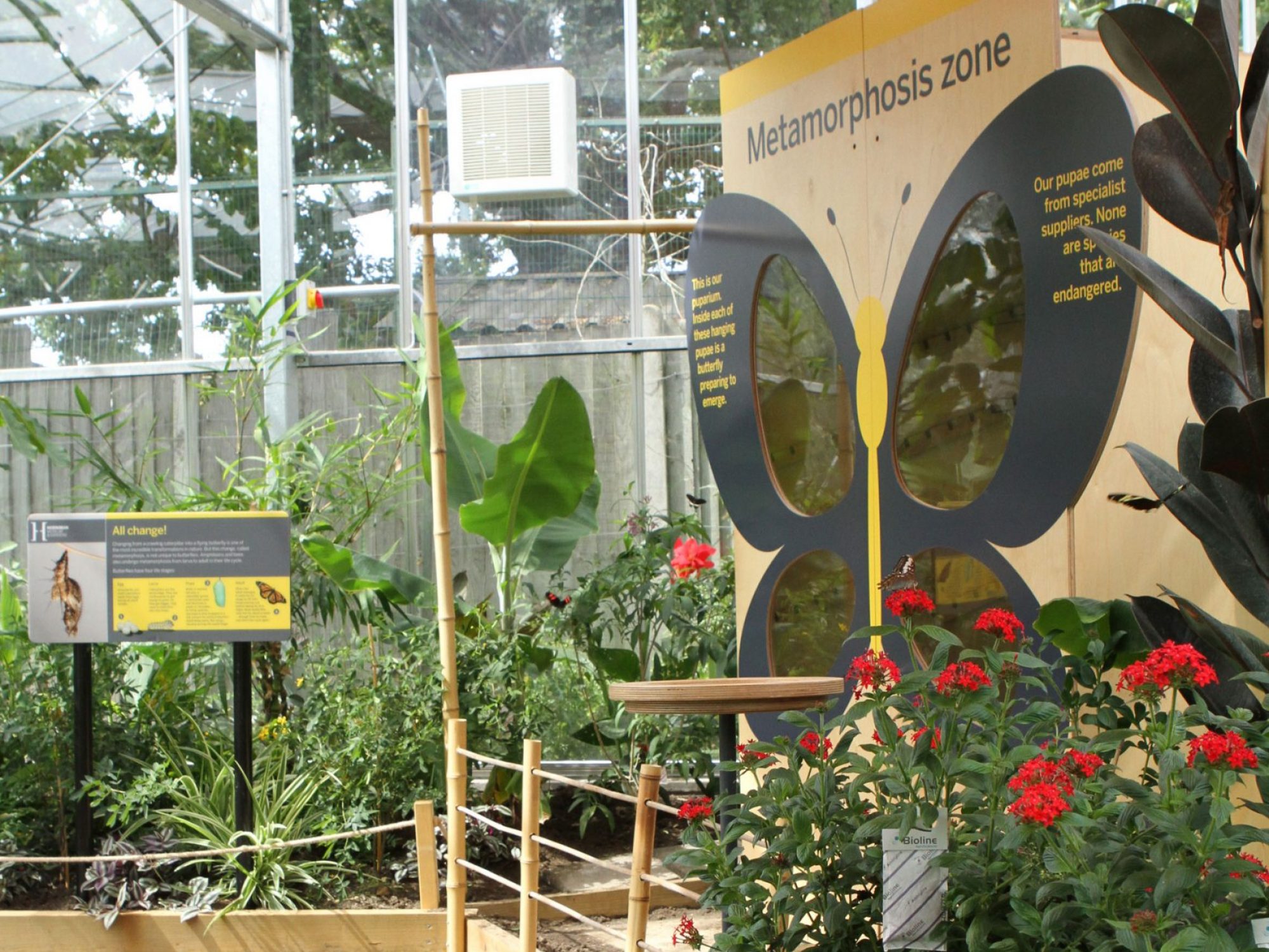 A flower bed to the right with a path to the left of a glass house. There is a square structure in one corner with Metamorphosis Zone written on it and butterfly shaped windows. There is a sheet on the ceiling to block sunlight