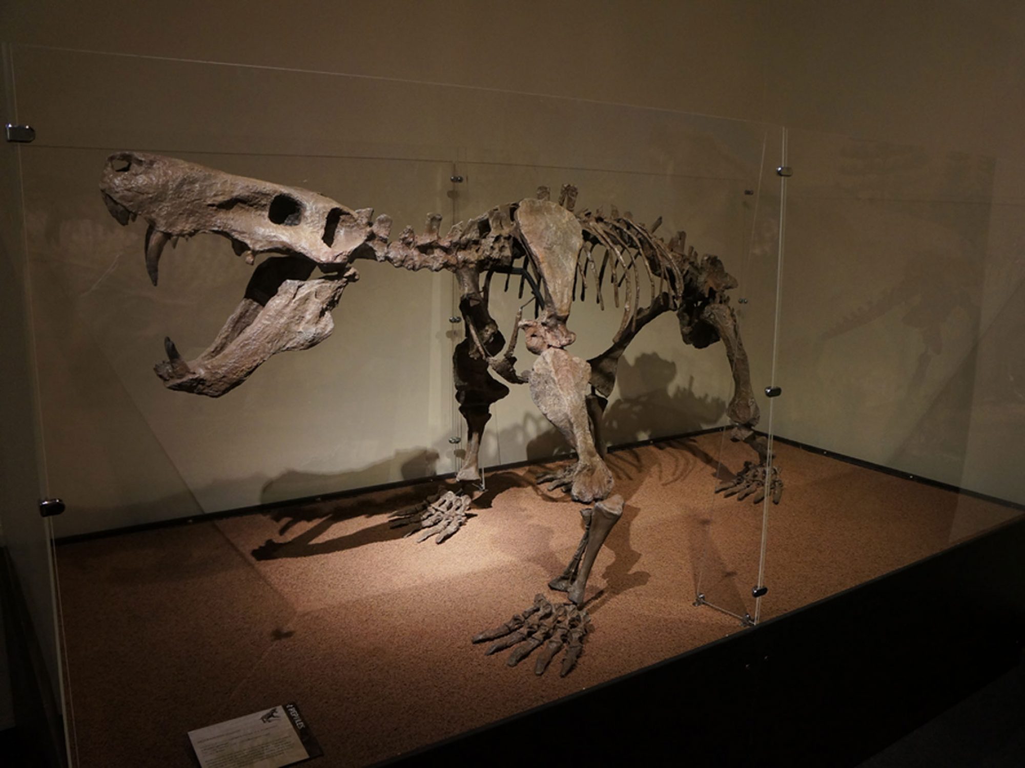A skeleton of a large creature with its jaw open to reveal large teeth