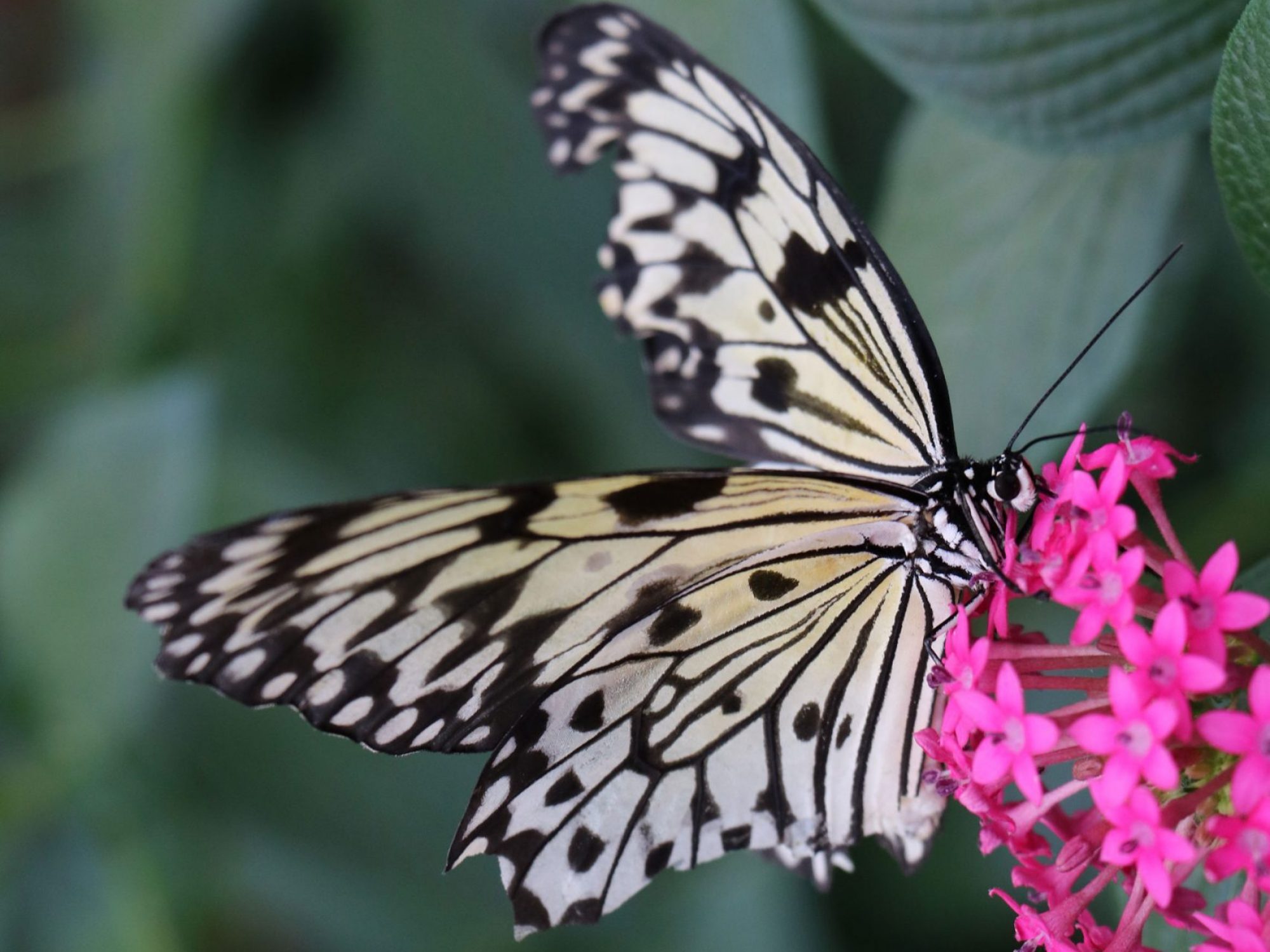 A black and white butterfly is in mid wing flap, while feeding on a head of small pink flowers