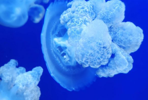 Jellyfish husbandry and coral fragging