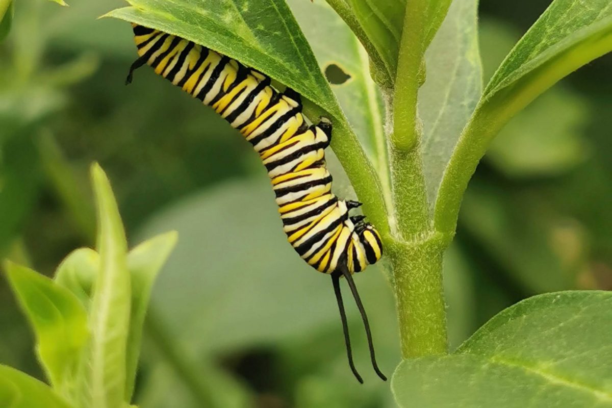 A yellow and black stripy caterpillar