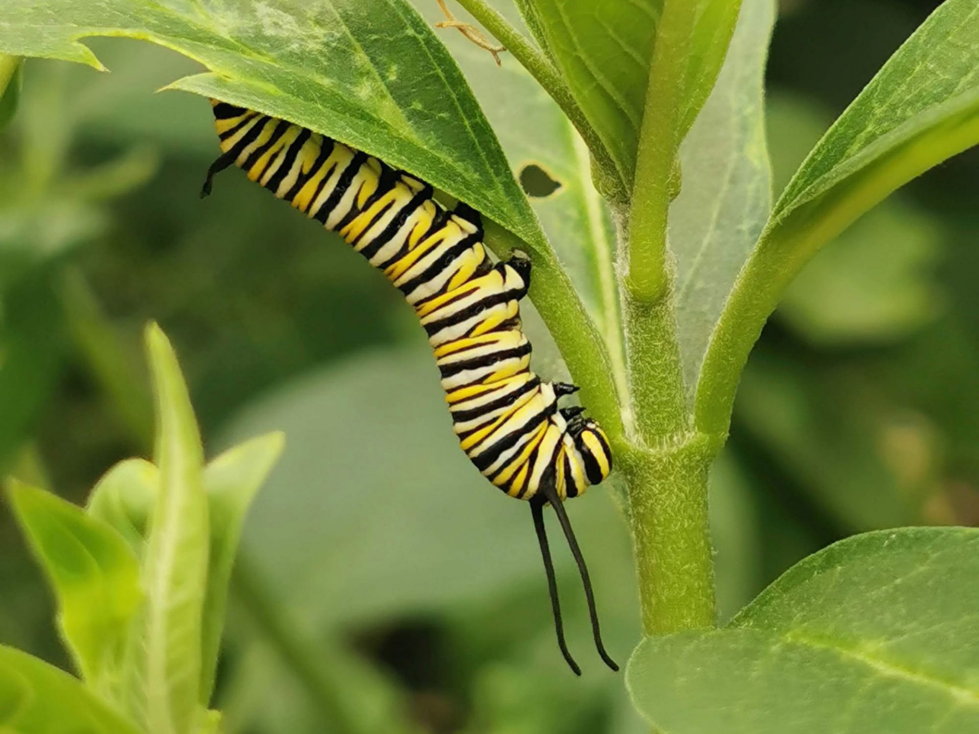 A yellow and black stripy caterpillar is moving down a plant stem