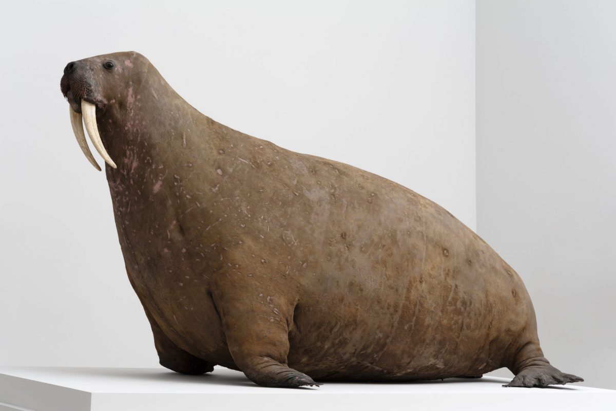 Taxidermy fat walrus