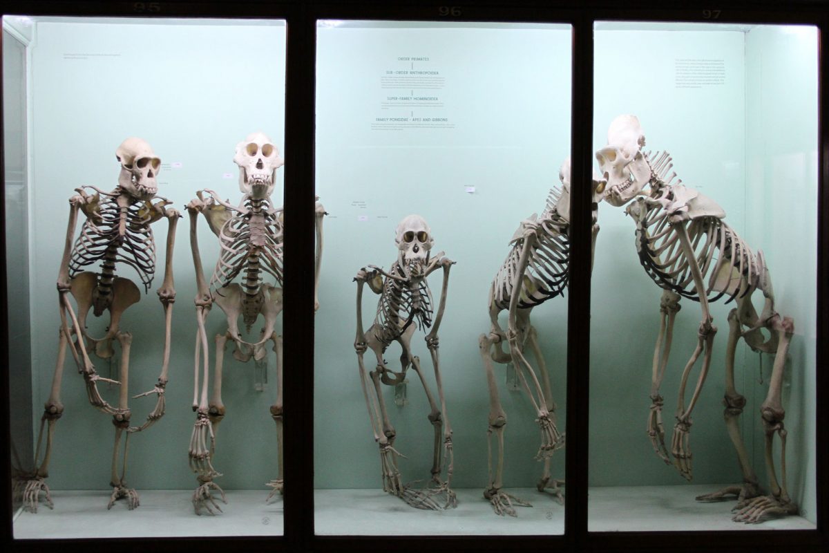 A blue case with five ape skeletons