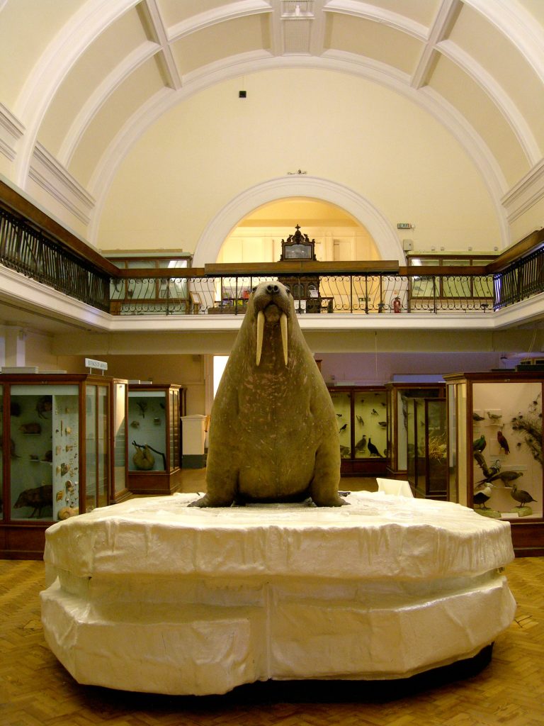 A overly round taxidermy walrus sits on top of a fake iceberg in a gallery with a white curved roof. It is surrounded by cakes of objects and a balcony is seen above with a metal rail.