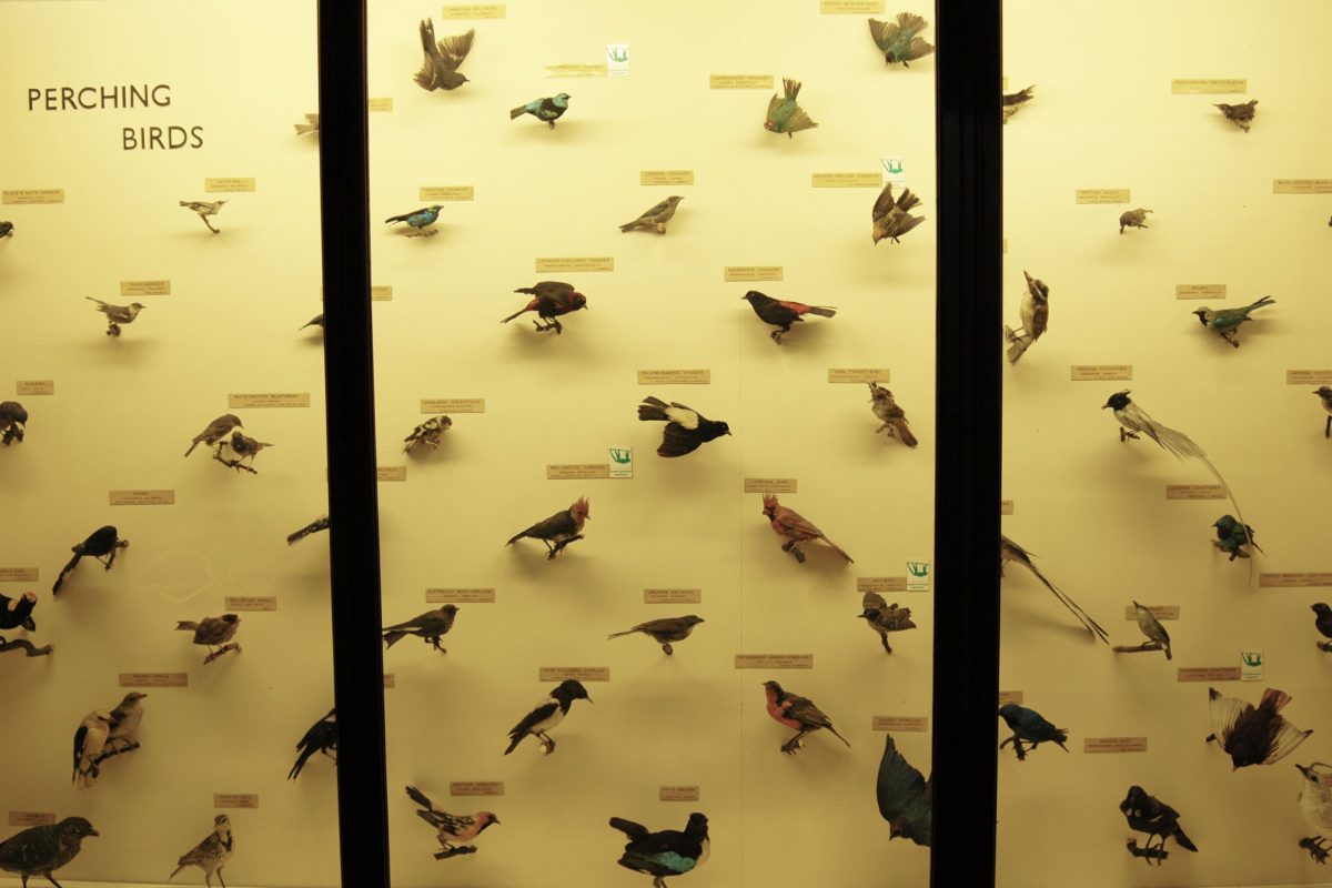 A yellow backed display case of birds