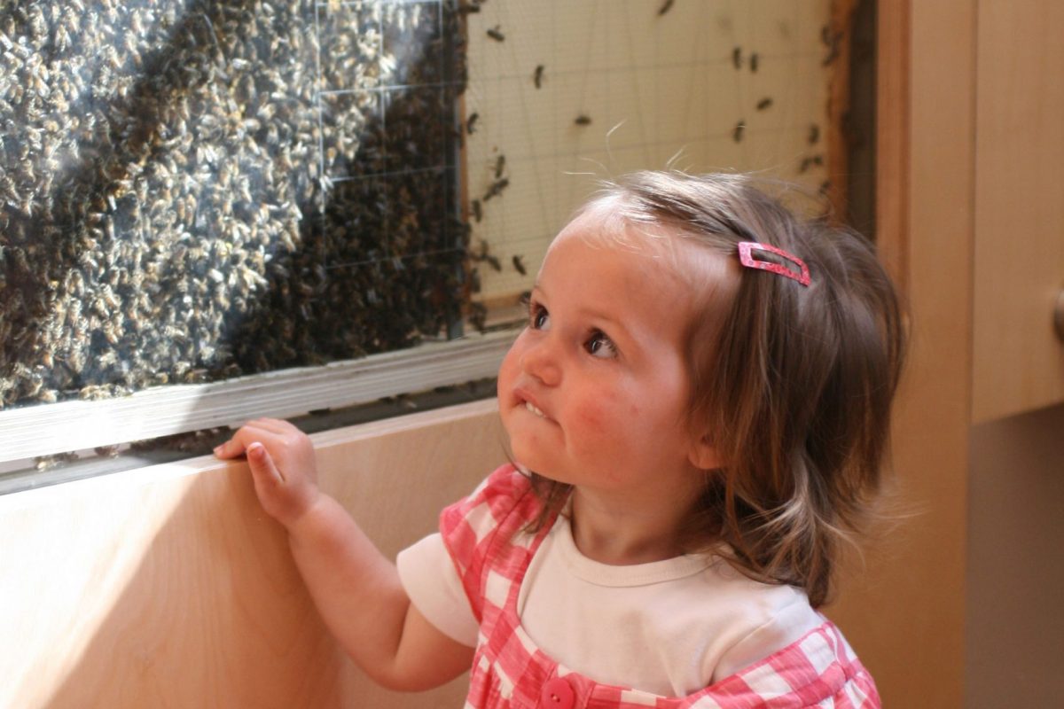 A girl looks at see through bee hive