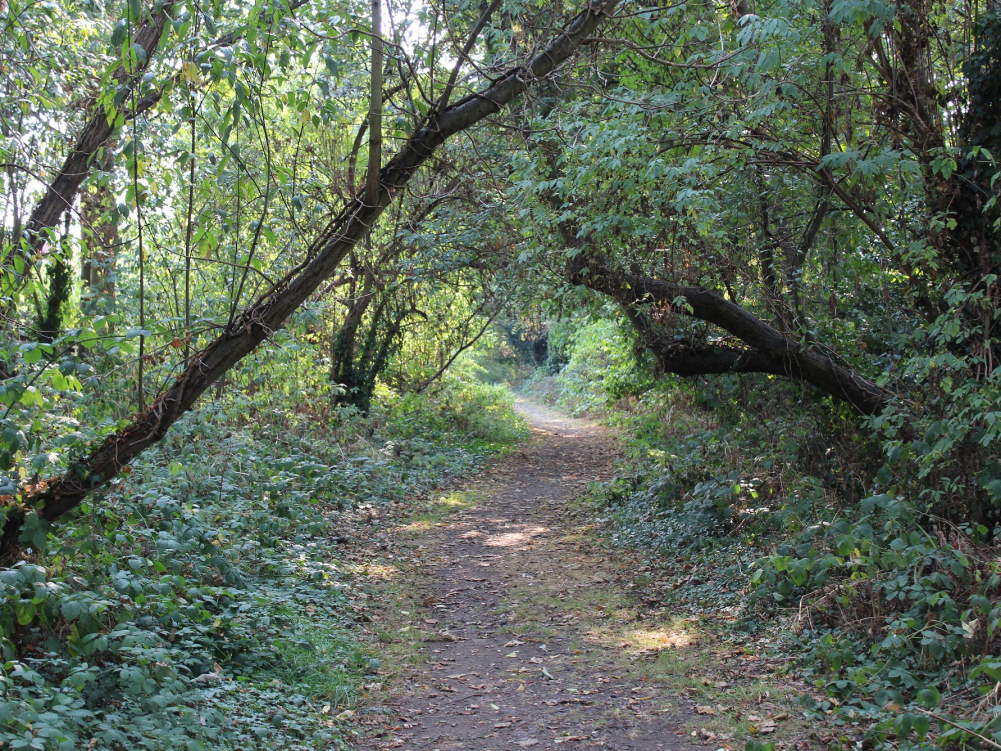 An unpaved path runs through trees and plants which overhang the path, creating a tree tunnel