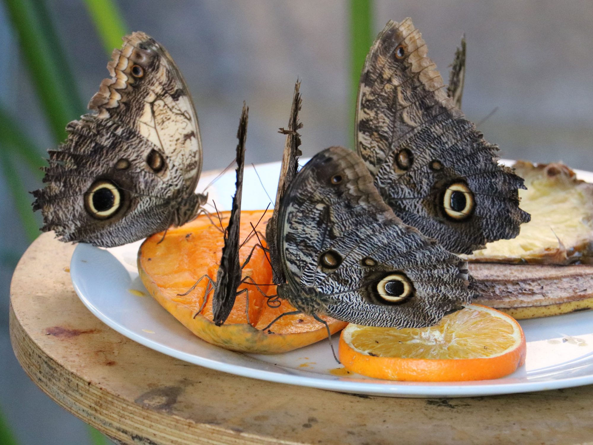 A group of brown butterflies sit on top of a plate of orange slices feeding. Three butterflies can be seen side on and each of them have what looks like an eye on their wing.