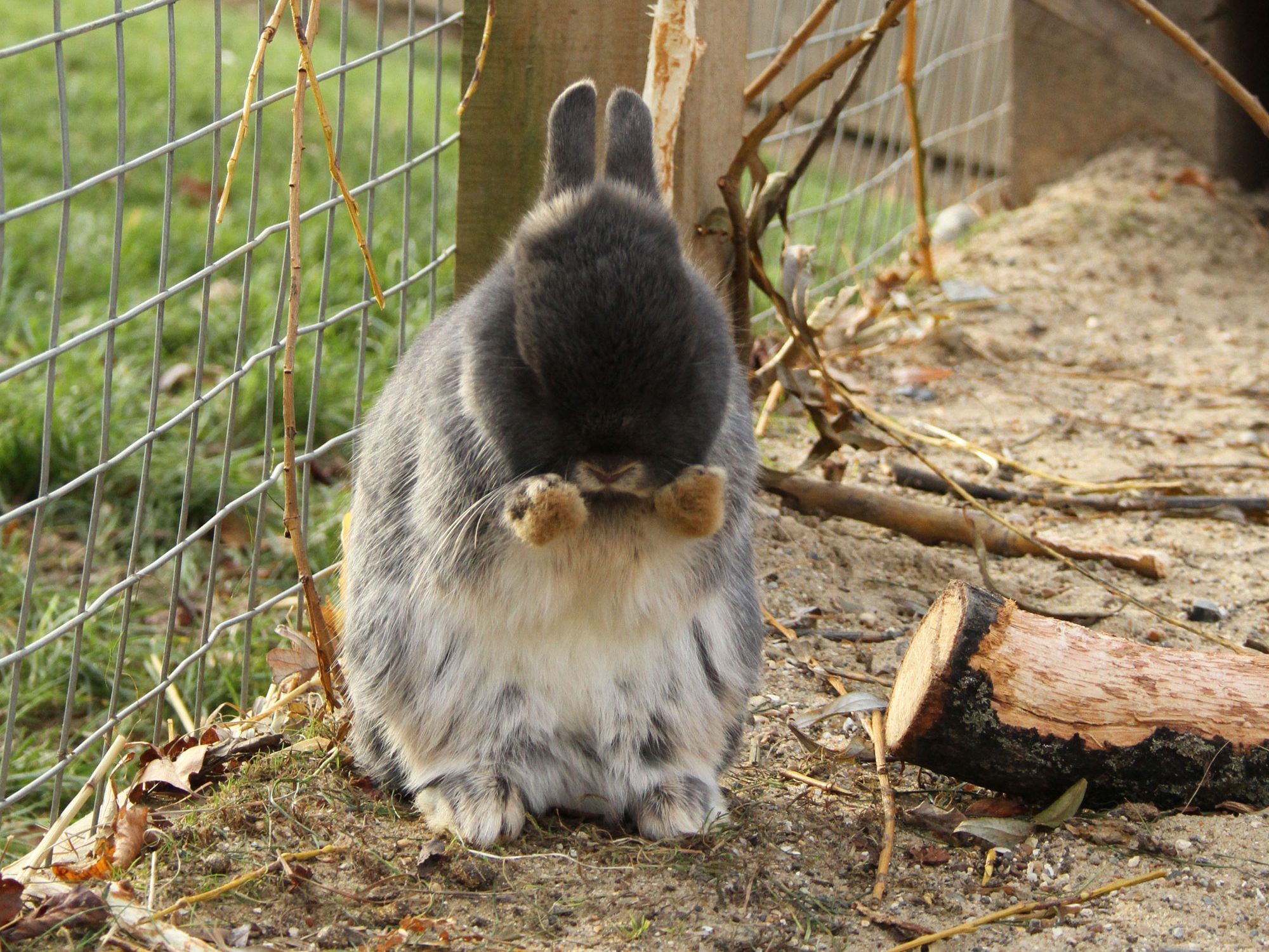 A small grey rabbit is grooming its cheeks by rubbing its face with it's tiny paws. It is in an outdoor hutch.
