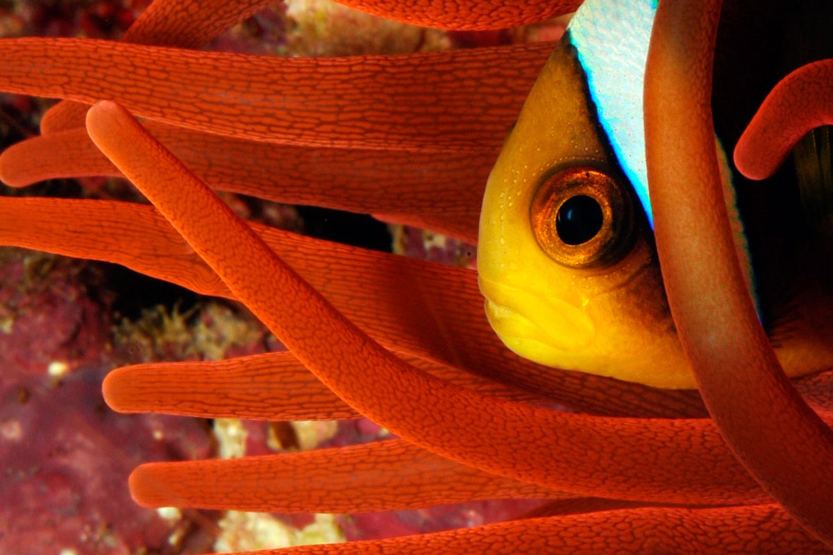 A fish in an anemone