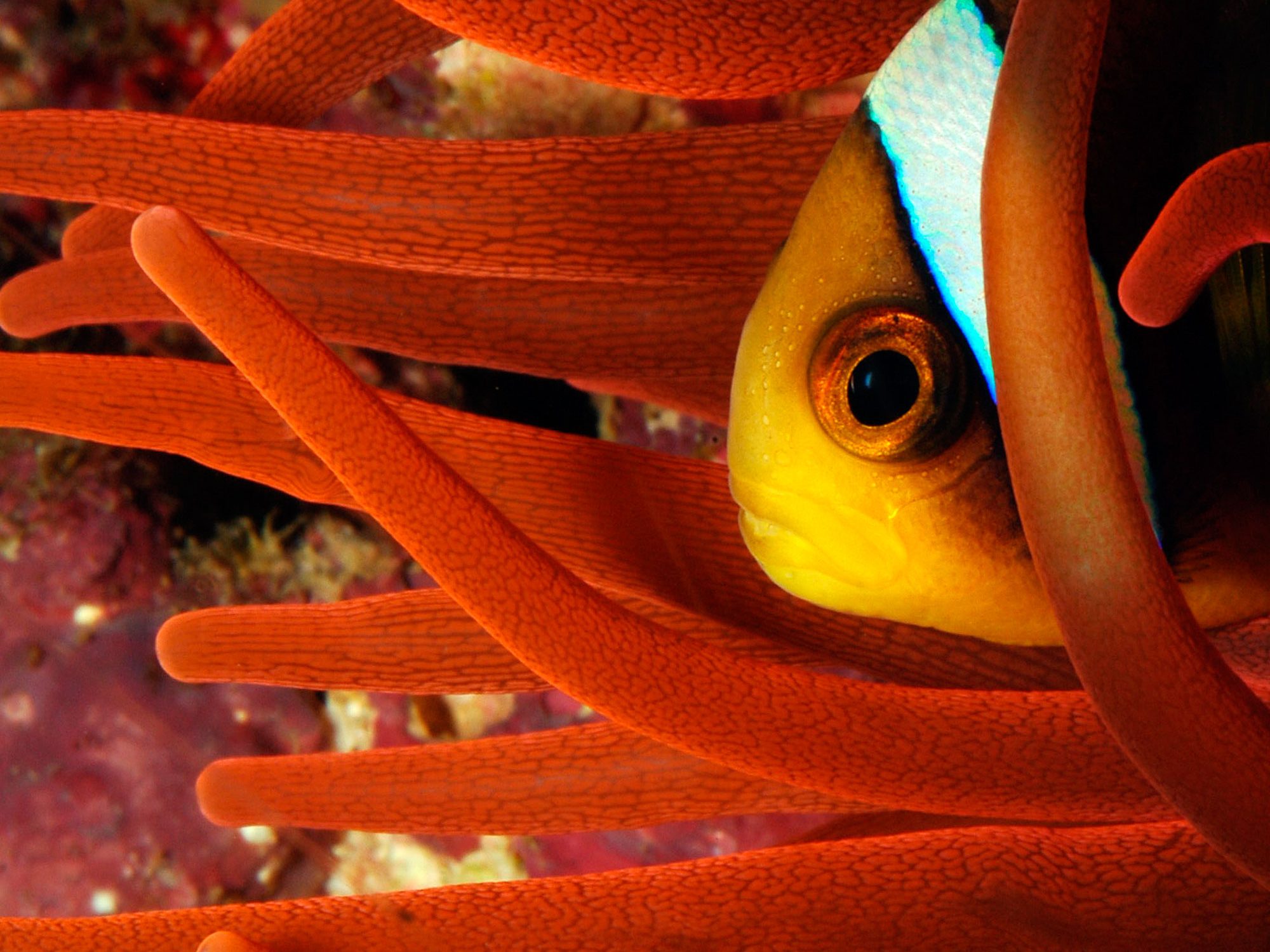 The head of an orange and white fish peeks out of the orange waving arms of an anemone
