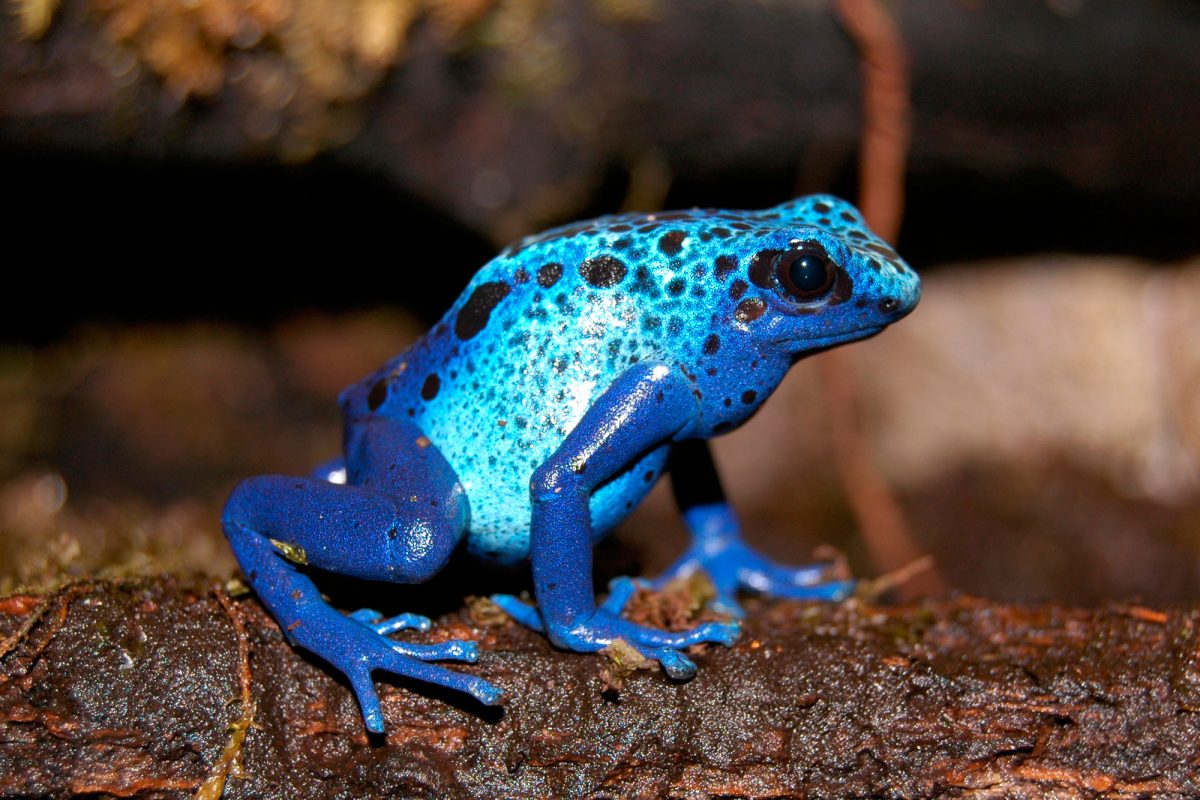 A small vivid blue frog