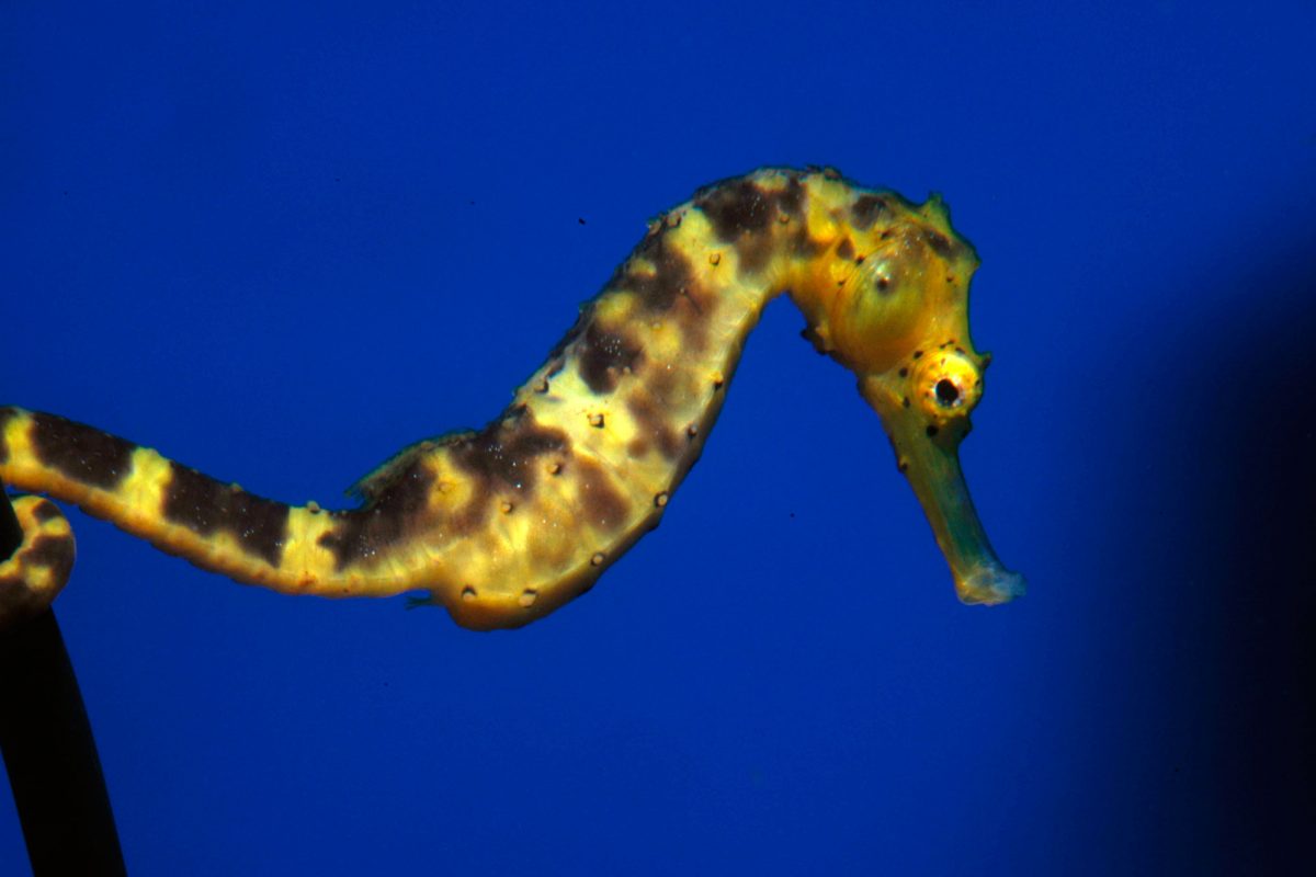 A yellow seahorse