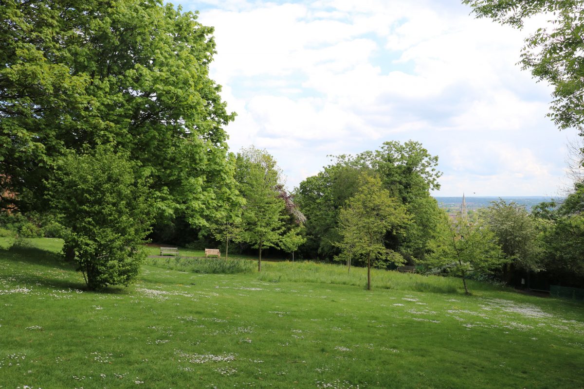 Green grass slope with trees