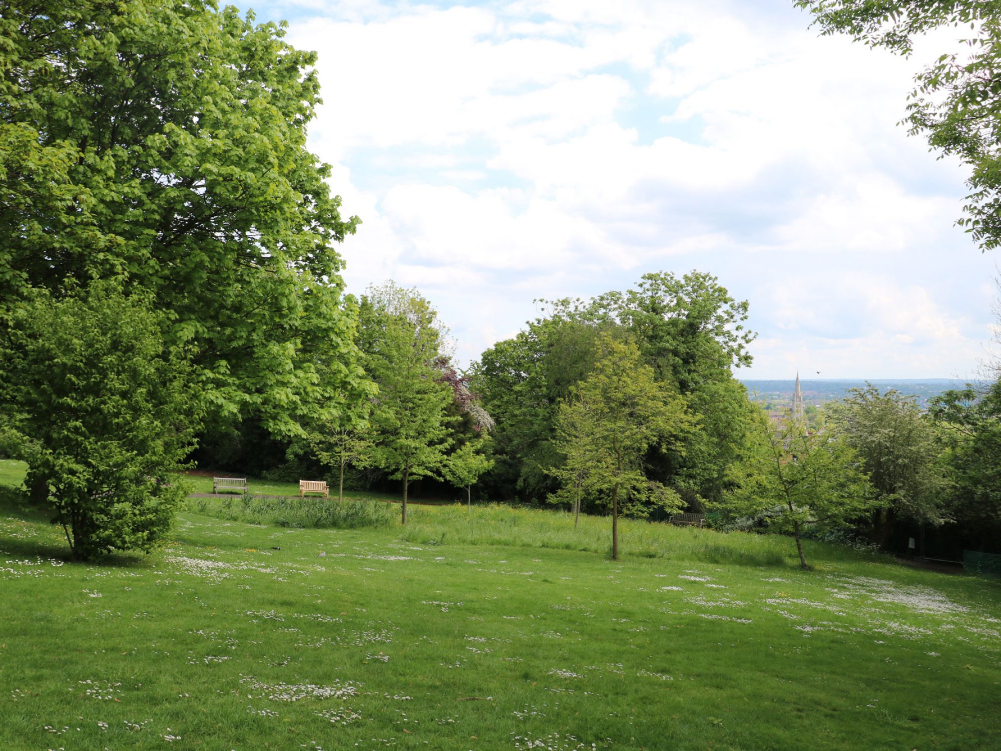 Green grass slopes down to a line of trees on a sunny but cloudy day. There are a few young trees in the grassy meadow.