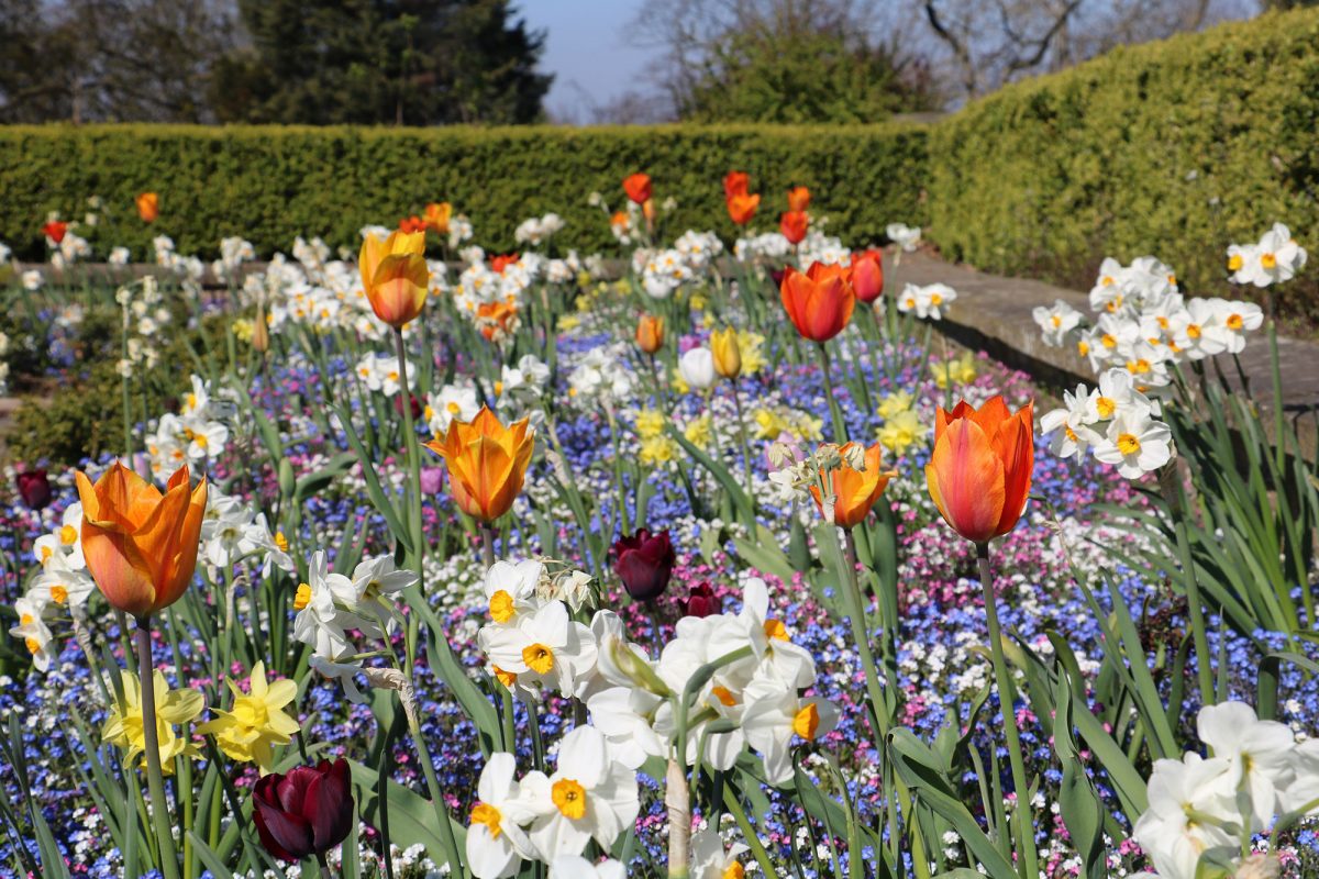 Colourful flowers in the Horniman spring bedding
