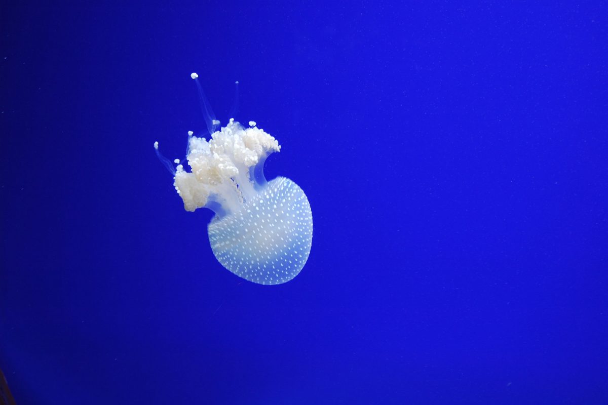 A white jellyfish