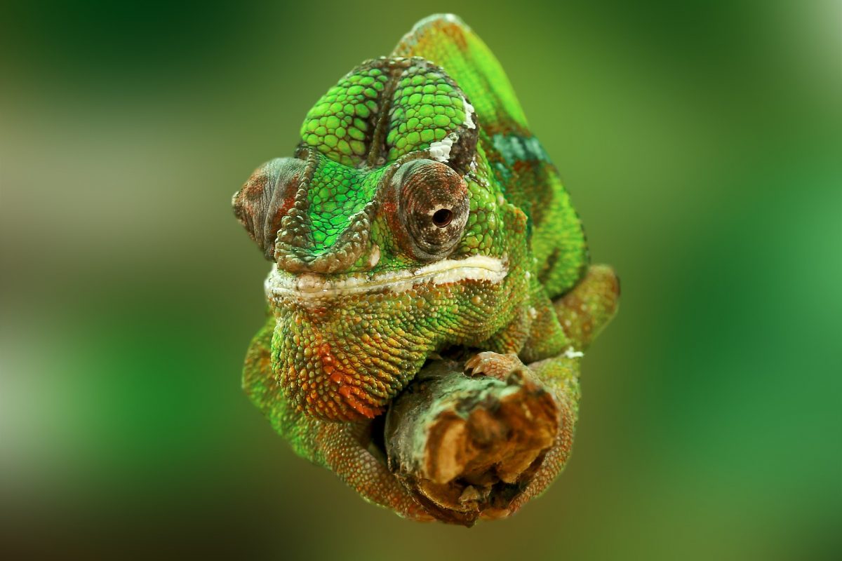 A Chameleon