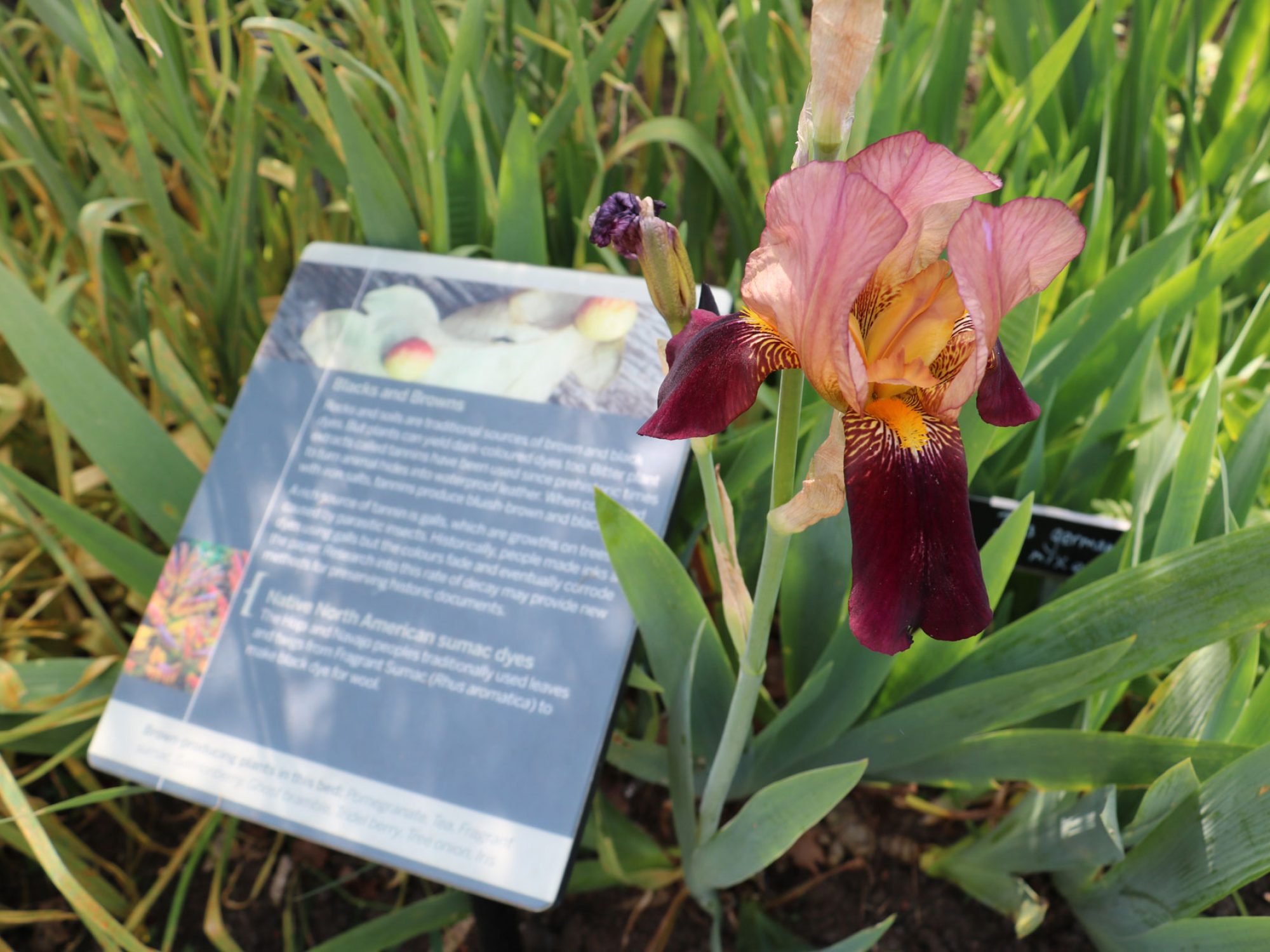 A pink and burgundy iris flower is in full bloom next to an explanatory panel about the plants around it