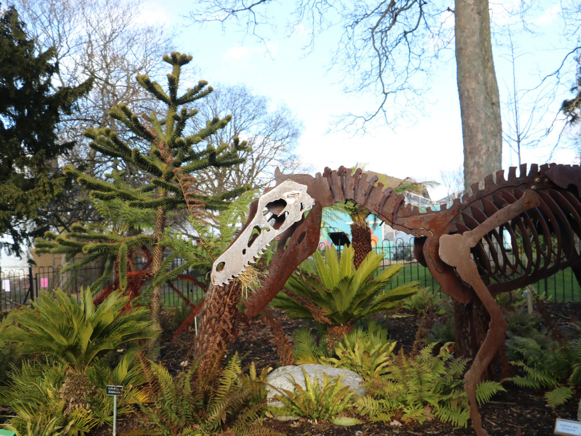 A metal model of a skeleton of a velociraptor is entering the frame from right, as a sculpture in an outdoor garden