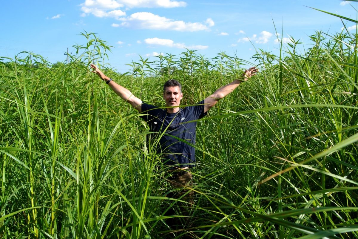 A man is standing in a grassy field with his arms out - the grass is taller than his head