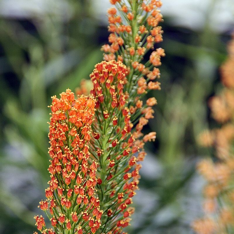 tall green plant stalks with hundreds of tiny orange flowers at different stages of blooming