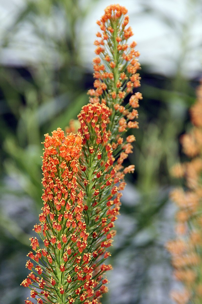 tall green plant stalks with hundreds of tiny orange flowers at different stages of blooming