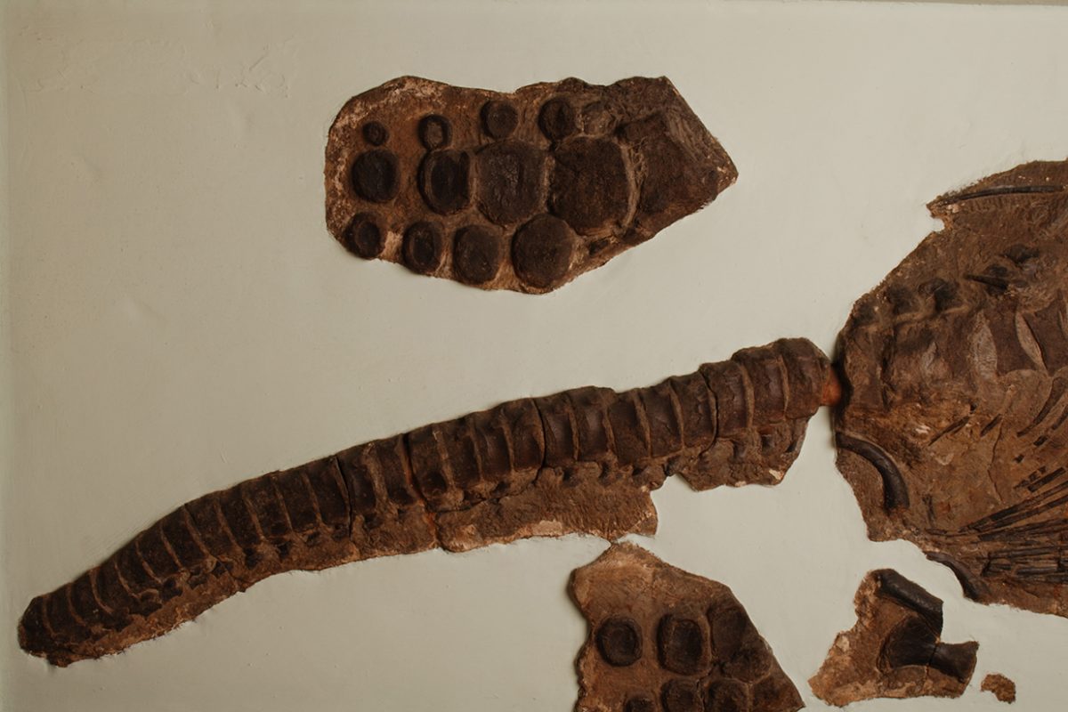 icthyosaur bones on white background
