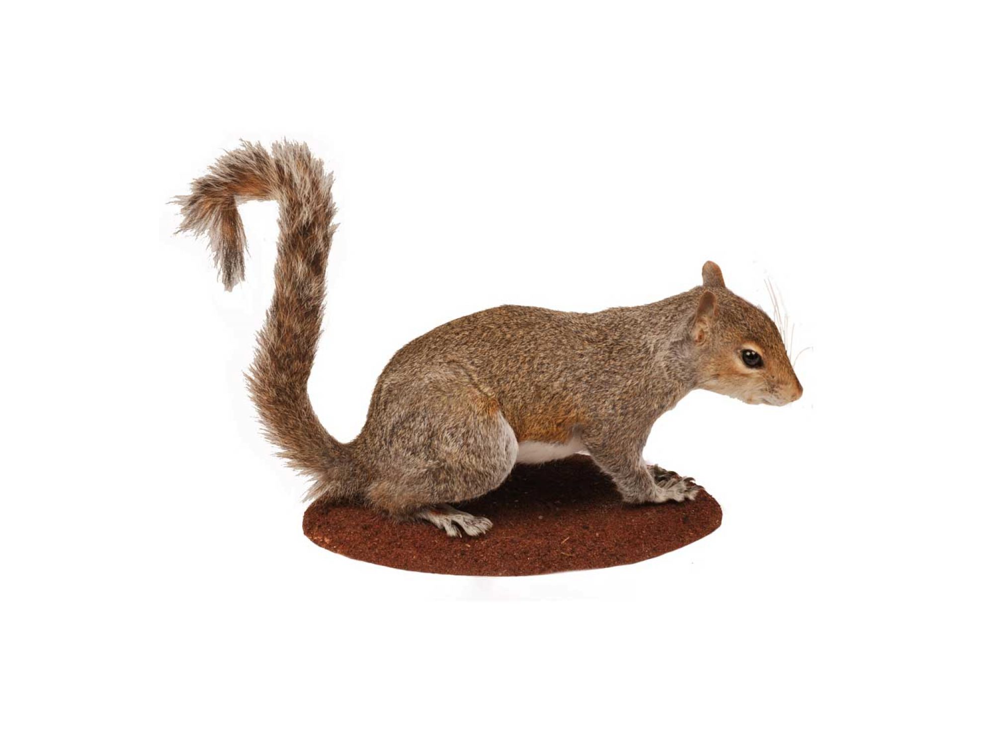 Animals and their Habitats - Horniman Museum and Gardens Animals and their Habitats - Horniman Museum and Gardens