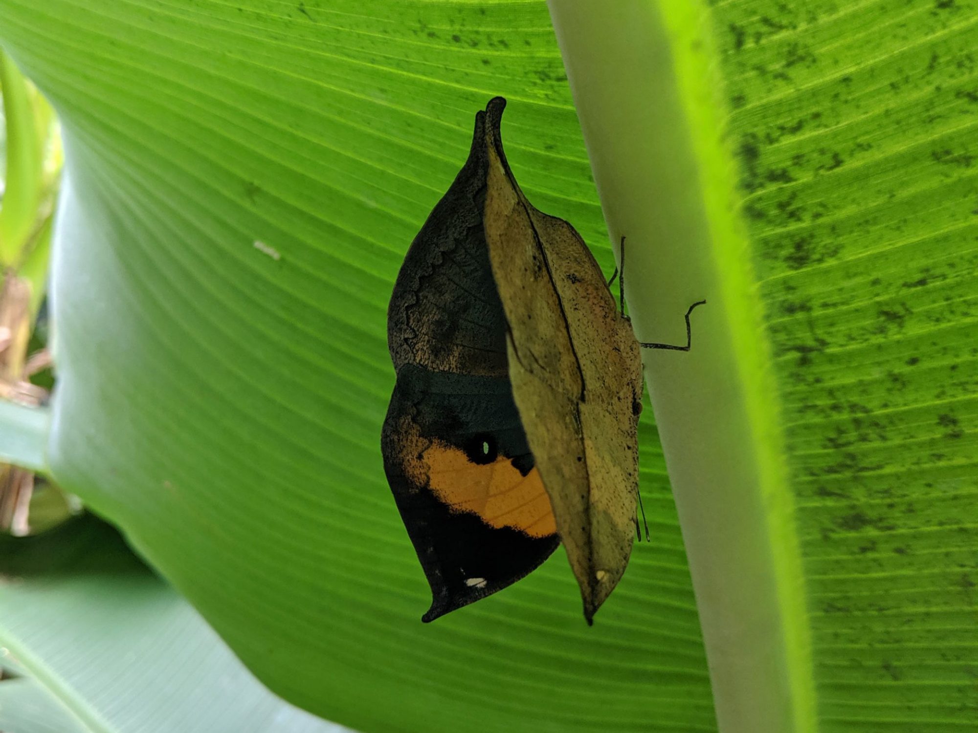 A butterfly looks like a brown leaf on the outside and is black yellow and blue on the inside. It is sat underneath a green wide leaf.