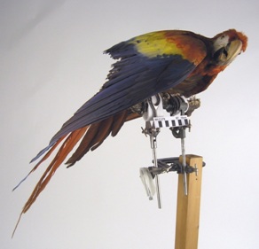 Scarlet macaw taxidermy