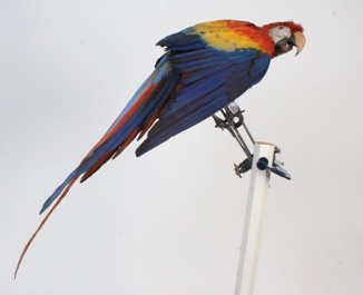 Scarlet macaw clamped