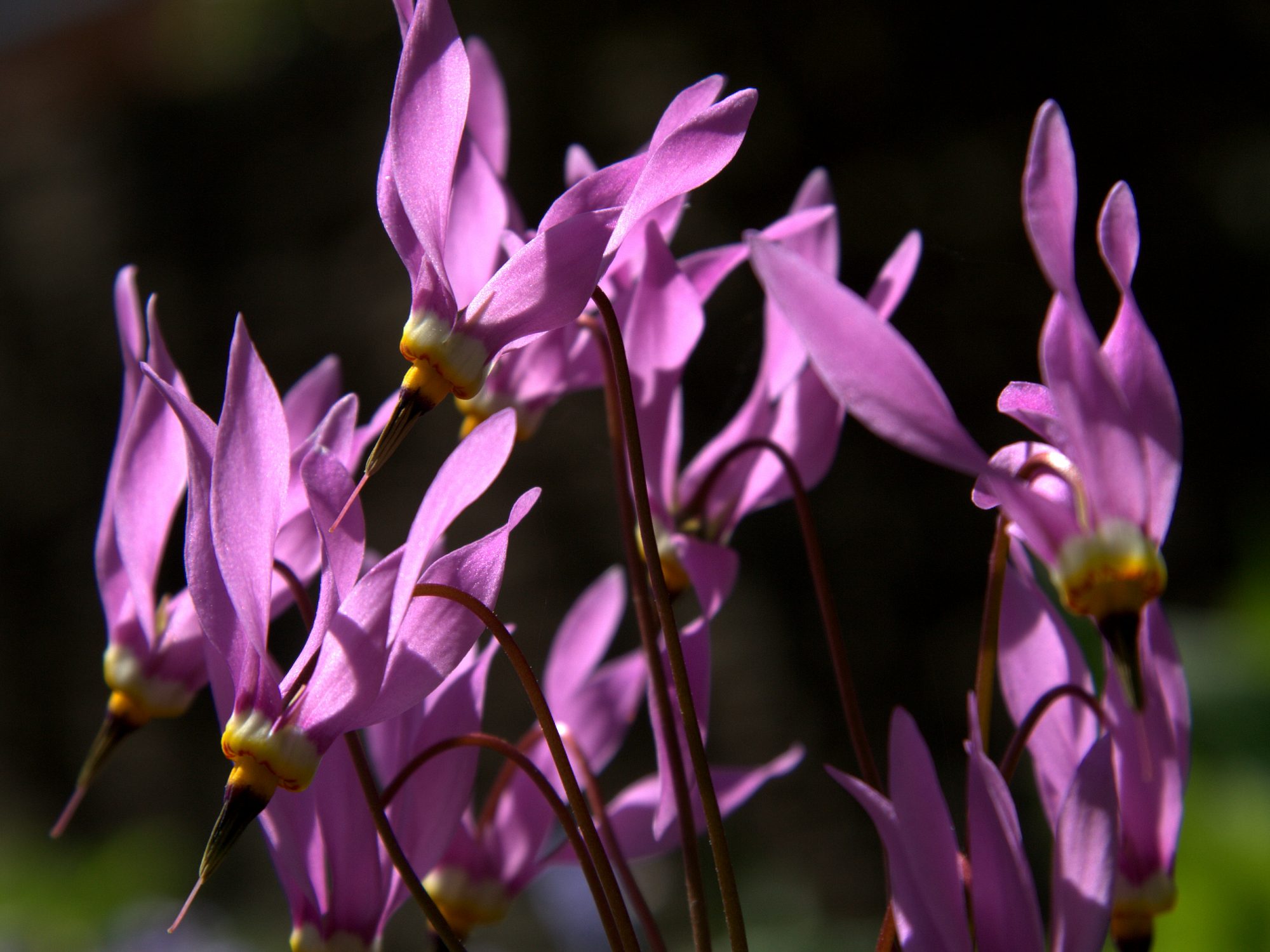 a culters of purple flower heads that look like they are turned inside out