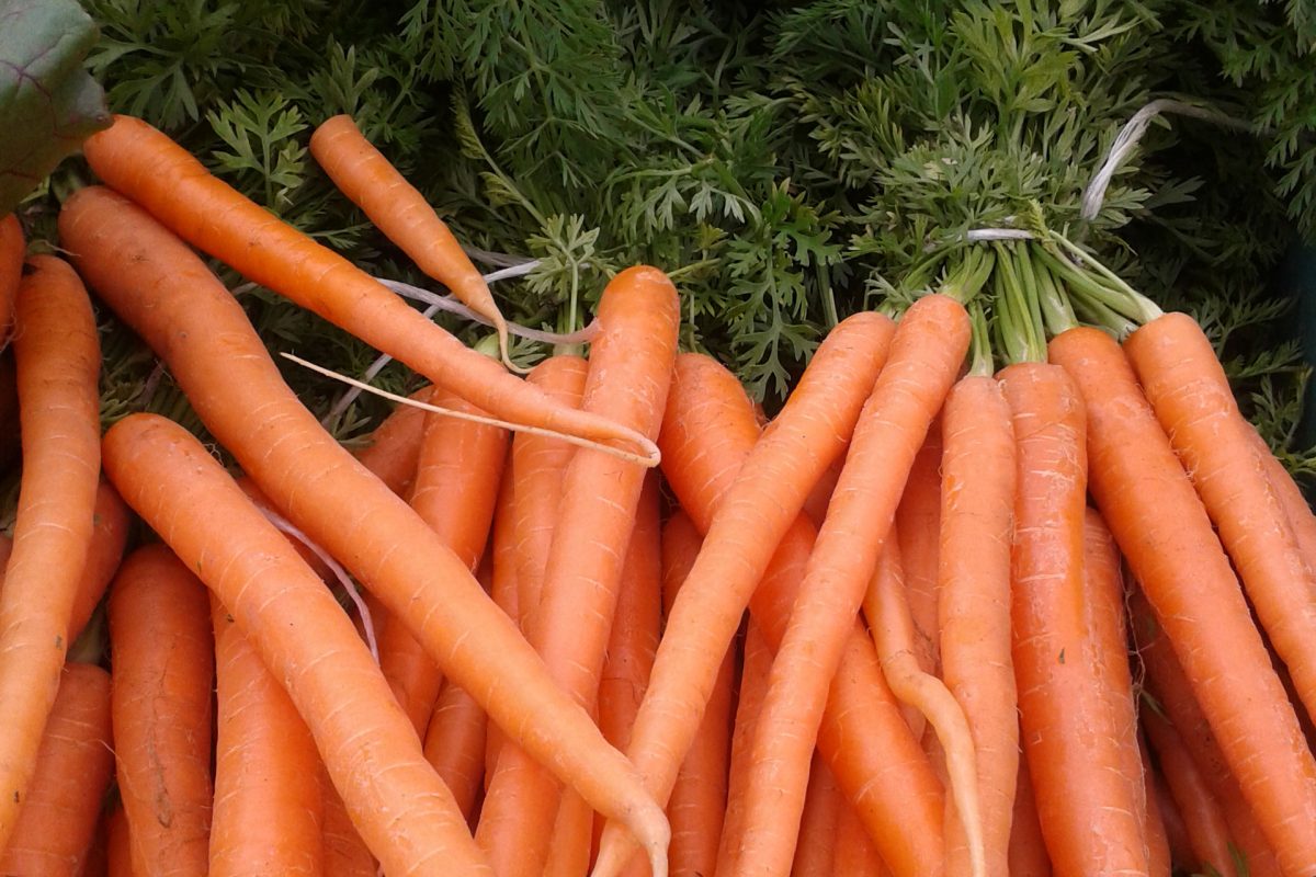 A pile of carrots with their green stalks attached - they are tied together in bunches