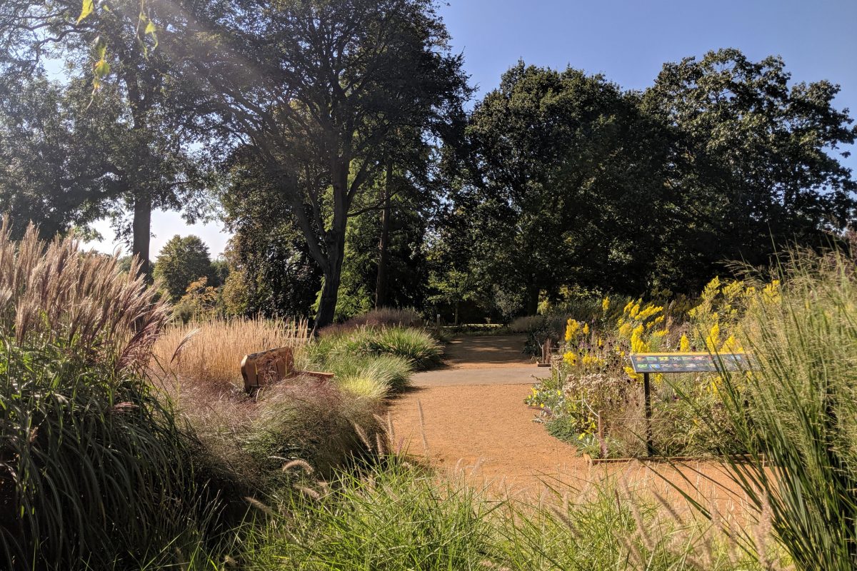 A wild and grassy garden on a sunny day. There is a bench to the left of a dirt path that runs through it. Trees are in the background and the sky is blue.