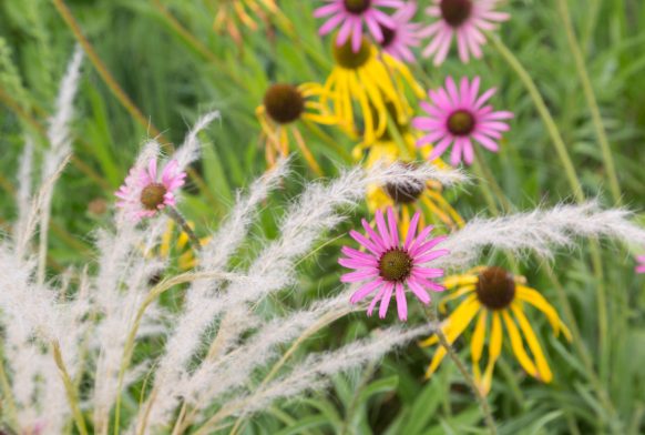 Growing a Garden from Scratch